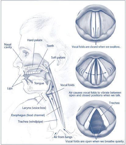 Structures involved in speech and voice production Structures involved in speech and voice production