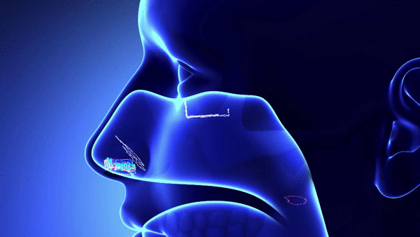 How We Smell An animated GIF depicting the path of scent particles through the nasal passages.