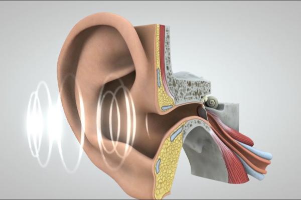 The screenshot of video illustrating how sounds travel from the ear to the brain, where they are interpreted and understood.